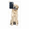 Coque Oppo Reno6 5G Labrador Golden